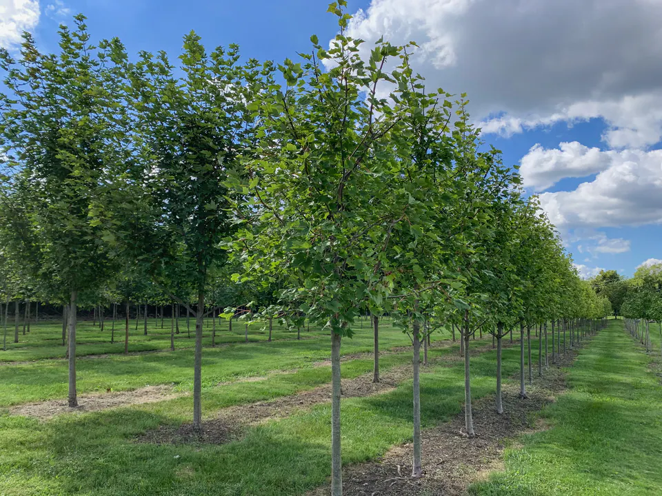 Rows of healthy trees growing in the Peabody Central Ohio nursery